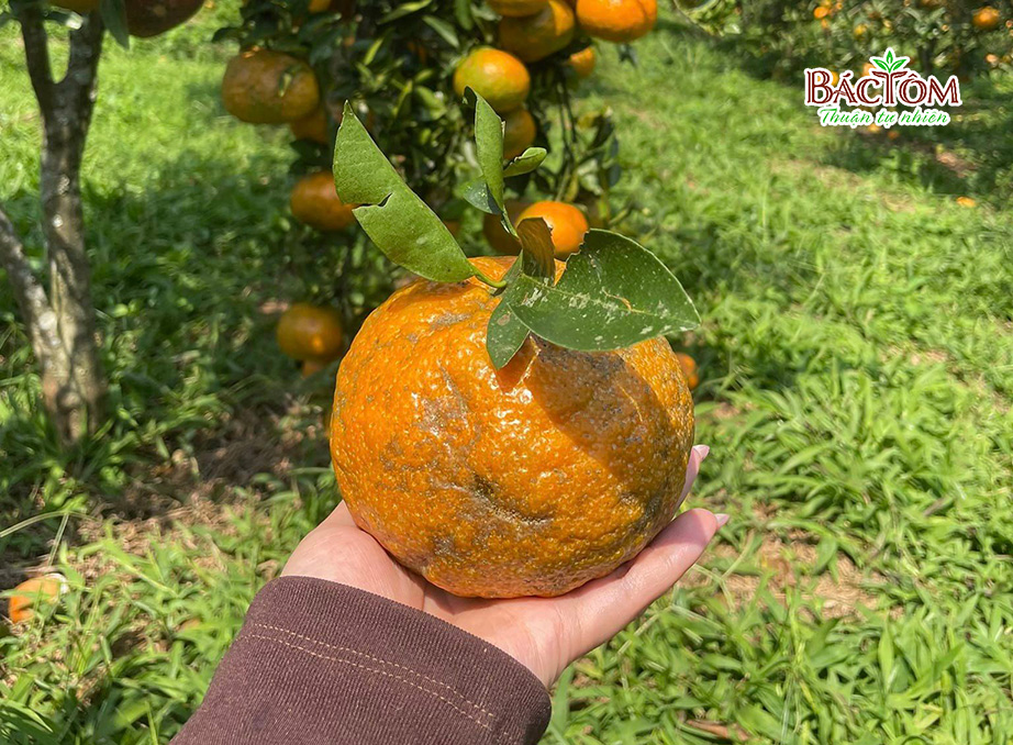 Cam Sành Hữu Cơ Măng Đen Hải Dòng